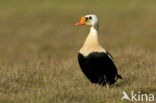 King Eider (Somateria spectabilis)