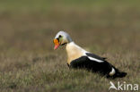 King Eider (Somateria spectabilis)