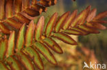 Royal Fern (Osmunda regalis)