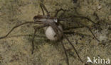 nursery web spider (Pisaura mirabilis)