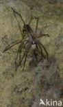 nursery web spider (Pisaura mirabilis)