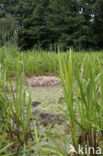 Common Crane (Grus grus)