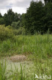 Common Crane (Grus grus)