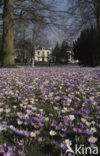 Krokus (Crocus spec.)