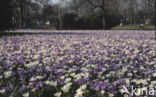 Crocus (Crocus spec.)