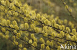 Kruipwilg (Salix repens)
