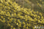 Creeping Willow (Salix repens)