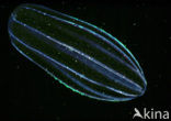Comb jelly