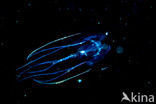 Comb jelly
