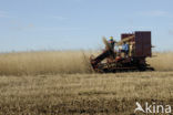 Lage land van Texel