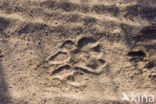 Lion (Panthera leo) 