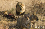 Leeuw (Panthera leo) 