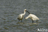 Eurasian Spoonbill (Platalea leucorodia)