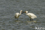 Eurasian Spoonbill (Platalea leucorodia)