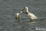 Lepelaar (Platalea leucorodia)