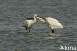 Eurasian Spoonbill (Platalea leucorodia)