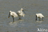 Lepelaar (Platalea leucorodia)