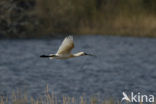 Lepelaar (Platalea leucorodia)