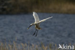 Lepelaar (Platalea leucorodia)