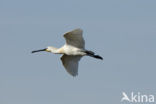 Eurasian Spoonbill (Platalea leucorodia)