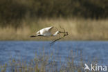 Lepelaar (Platalea leucorodia)