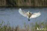 Lepelaar (Platalea leucorodia)