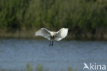 Lepelaar (Platalea leucorodia)