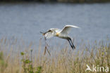 Lepelaar (Platalea leucorodia)