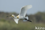 Lepelaar (Platalea leucorodia)