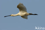 Eurasian Spoonbill (Platalea leucorodia)