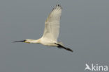 Eurasian Spoonbill (Platalea leucorodia)
