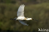 Eurasian Spoonbill (Platalea leucorodia)