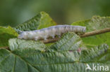 Lime Hawk-moth (Mimas tiliae)