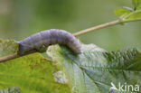 Lime Hawk-moth (Mimas tiliae)