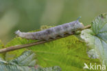 Lime Hawk-moth (Mimas tiliae)