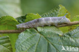 Lime Hawk-moth (Mimas tiliae)