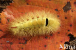 Pale Tussock (Calliteara pudibunda)