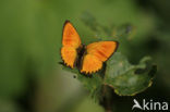 Morgenrood (Lycaena virgaureae)