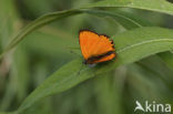 Morgenrood (Lycaena virgaureae)