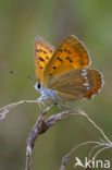 Morgenrood (Lycaena virgaureae)