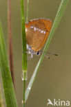 Scarce Copper (Lycaena virgaureae)