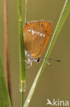 Scarce Copper (Lycaena virgaureae)