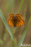 Scarce Copper (Lycaena virgaureae)