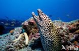 Black-spotted Moray