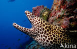 Black-spotted Moray