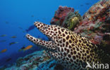 Black-spotted Moray