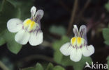 Muurleeuwenbek (Cymbalaria muralis)