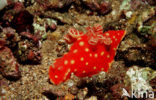 Neon slug (Gymnodoris aurita)