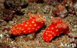 Neon slug (Gymnodoris aurita)