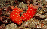 Neon slug (Gymnodoris aurita)